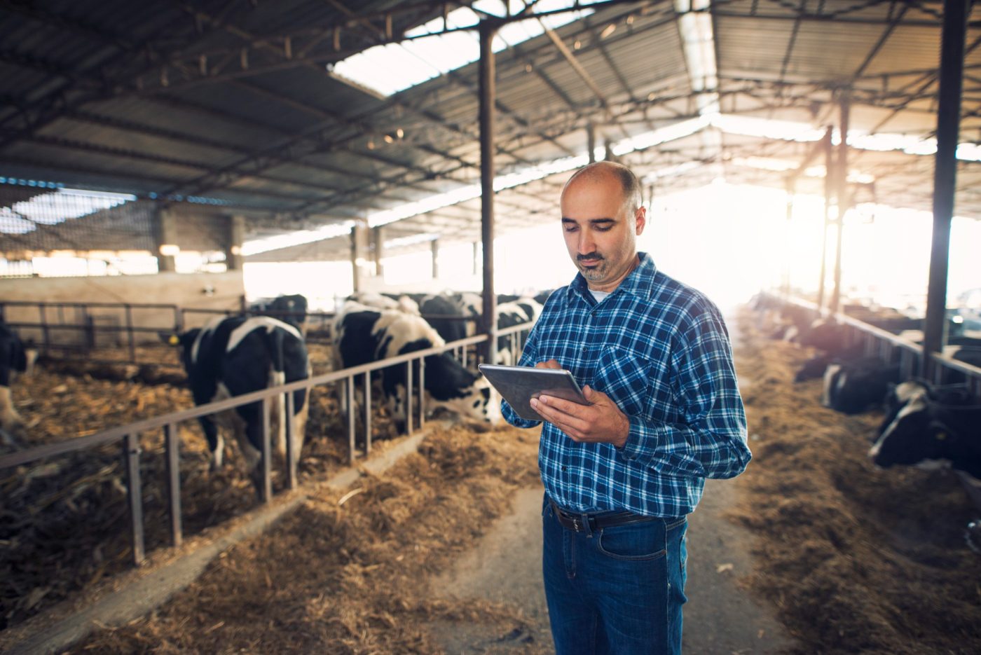 Farmer proverava podatke o stadu u štali